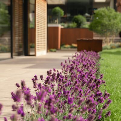Lavender flowers lining a modern patio.